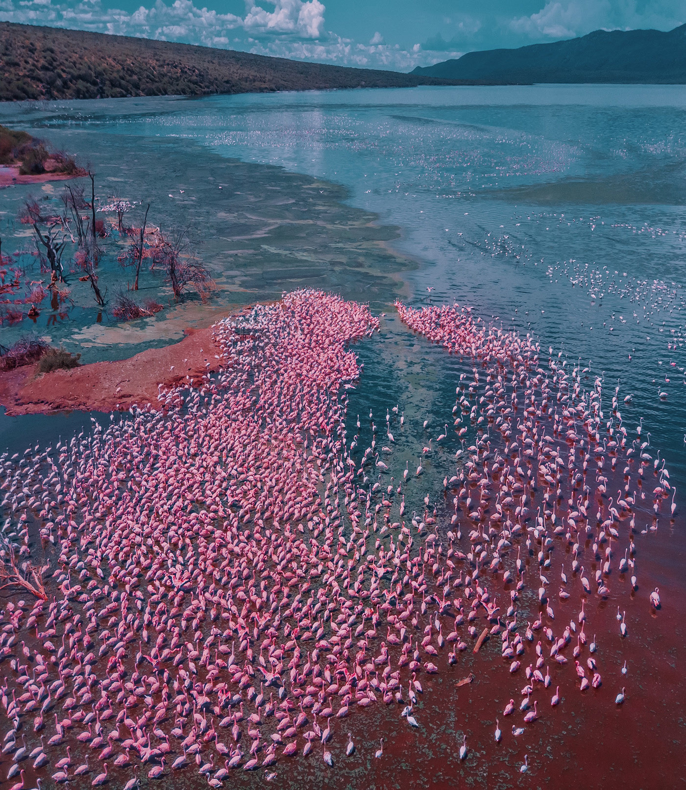 Big Flamingo Project - une horde de flamants roses sous l'objectif de Kristina Makeeva Big Flamingo Project une horde de flamants roses sous l objectif de Kristina Makeeva 12 Big-Flamingo-Project-une-horde-de-flamants-roses-sous-l-objectif-de-Kristina-Makeeva-12