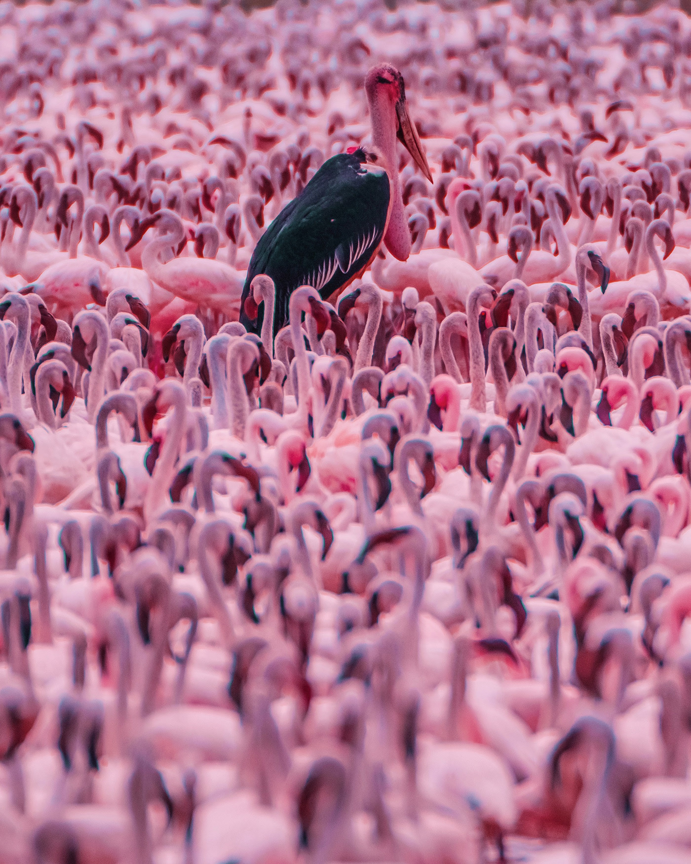 Big Flamingo Project - une horde de flamants roses sous l'objectif de Kristina Makeeva Big Flamingo Project une horde de flamants roses sous l objectif de Kristina Makeeva 14 Big-Flamingo-Project-une-horde-de-flamants-roses-sous-l-objectif-de-Kristina-Makeeva-14