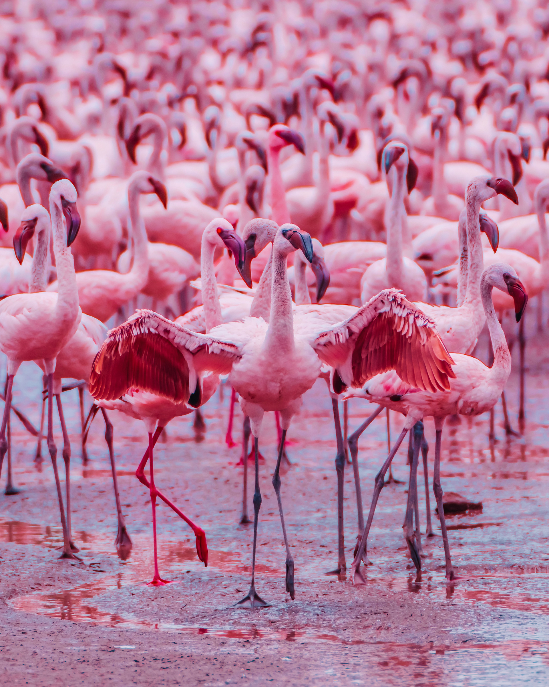 Big Flamingo Project - une horde de flamants roses sous l'objectif de Kristina Makeeva Big Flamingo Project une horde de flamants roses sous l objectif de Kristina Makeeva 15 Big-Flamingo-Project-une-horde-de-flamants-roses-sous-l-objectif-de-Kristina-Makeeva-15