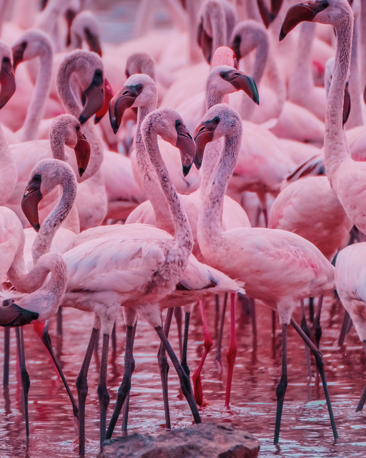 Big Flamingo Project - une horde de flamants roses sous l'objectif de Kristina Makeeva Big Flamingo Project une horde de flamants roses sous l objectif de Kristina Makeeva 2 Big-Flamingo-Project-une-horde-de-flamants-roses-sous-l-objectif-de-Kristina-Makeeva-2