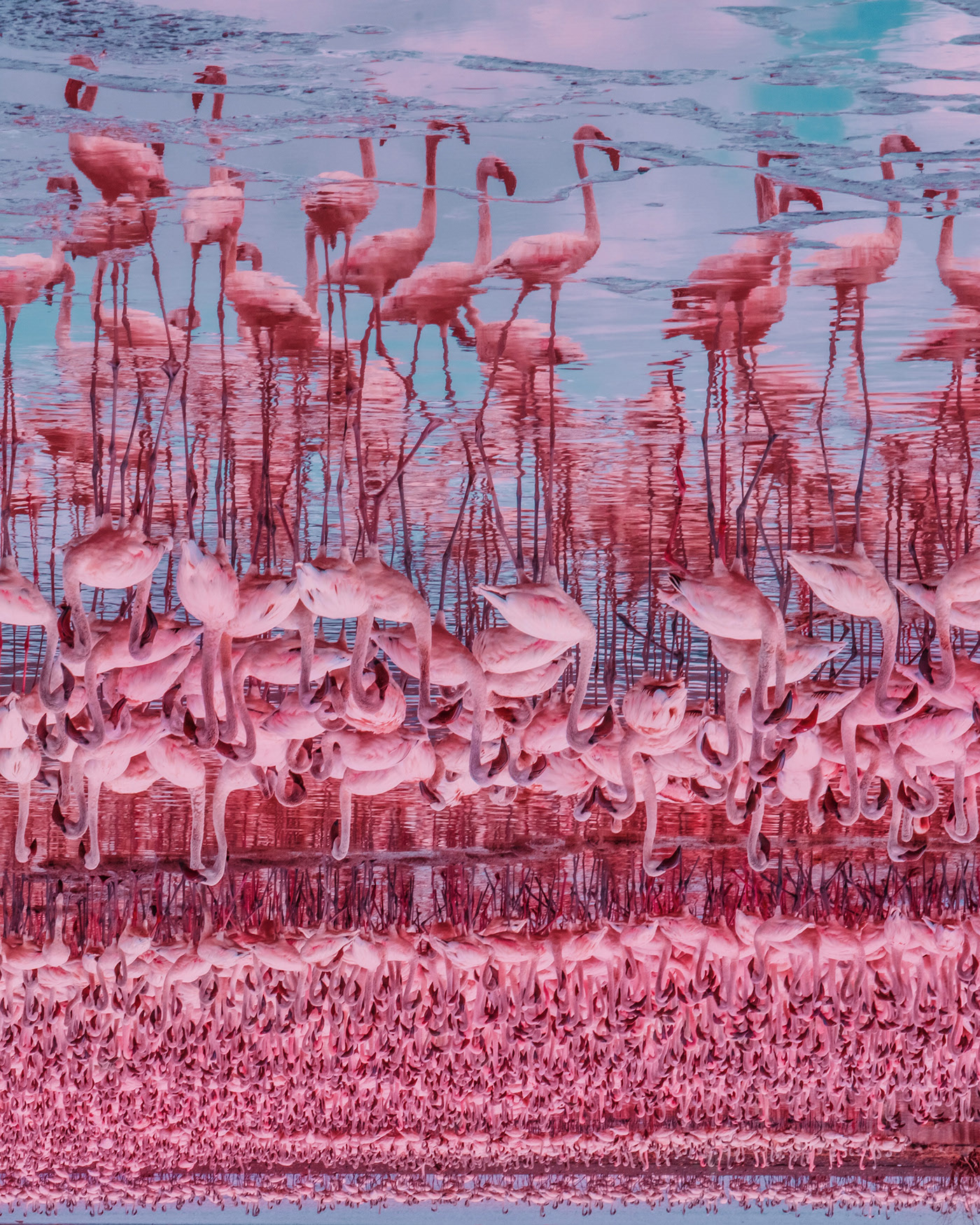 Big Flamingo Project - une horde de flamants roses sous l'objectif de Kristina Makeeva Big Flamingo Project une horde de flamants roses sous l objectif de Kristina Makeeva 3 Big-Flamingo-Project-une-horde-de-flamants-roses-sous-l-objectif-de-Kristina-Makeeva-4