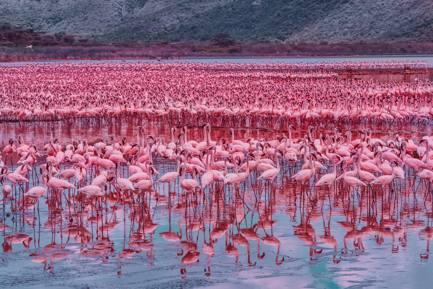 Big Flamingo Project - une horde de flamants roses sous l'objectif de Kristina Makeeva Big Flamingo Project une horde de flamants roses sous l objectif de Kristina Makeeva 4 Big-Flamingo-Project-une-horde-de-flamants-roses-sous-l-objectif-de-Kristina-Makeeva-4