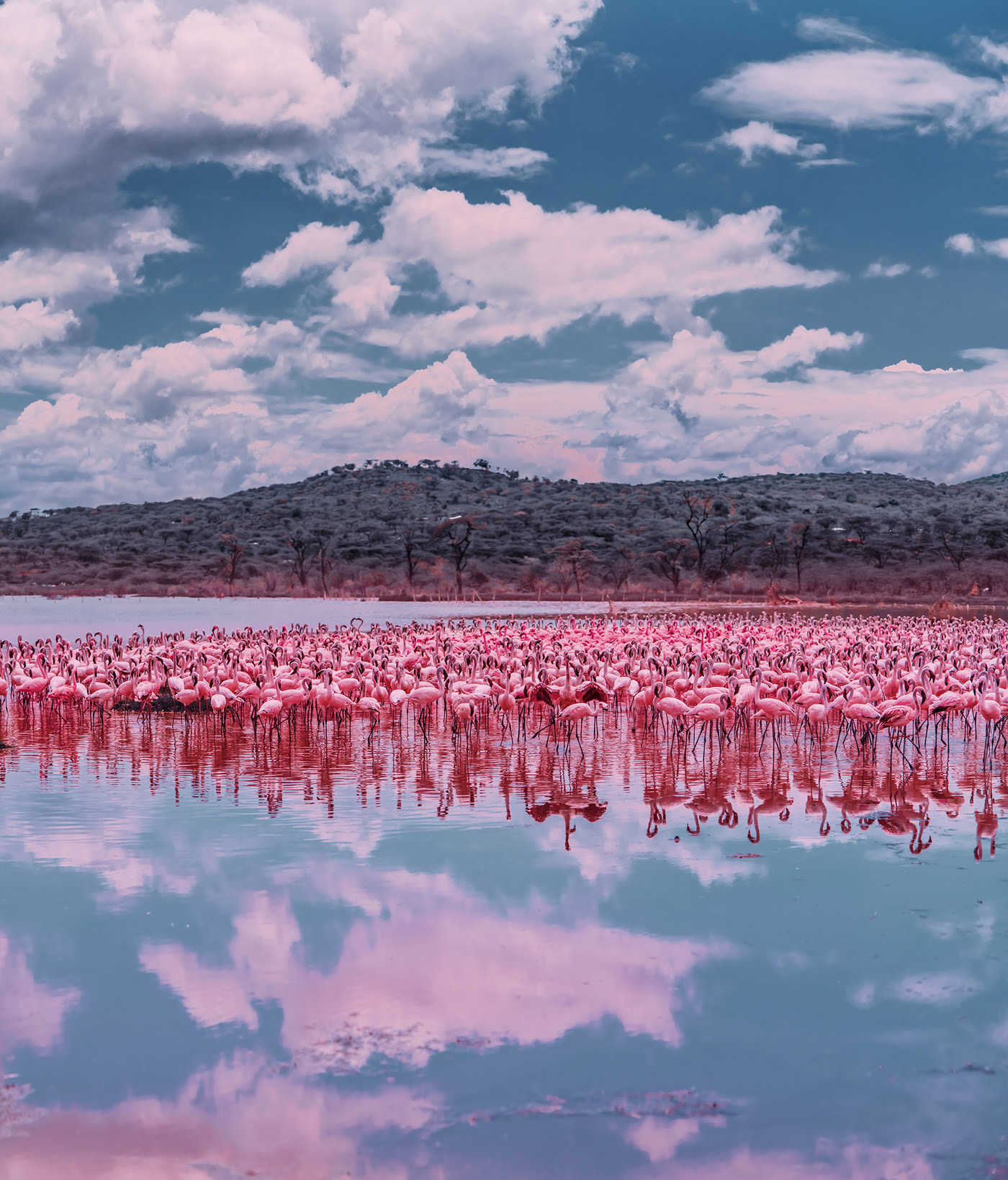 Big Flamingo Project - une horde de flamants roses sous l'objectif de Kristina Makeeva Big Flamingo Project une horde de flamants roses sous l objectif de Kristina Makeeva 5 Big-Flamingo-Project-une-horde-de-flamants-roses-sous-l-objectif-de-Kristina-Makeeva-5