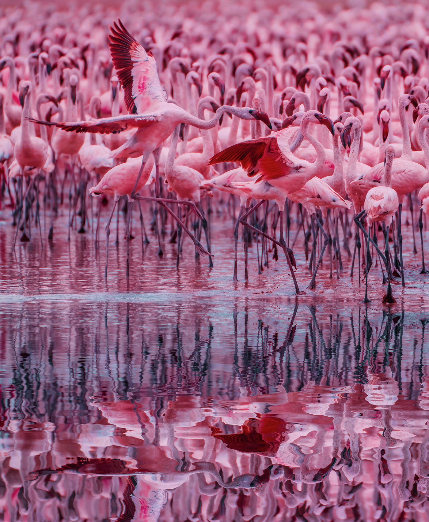 Big Flamingo Project - une horde de flamants roses sous l'objectif de Kristina Makeeva Big Flamingo Project une horde de flamants roses sous l objectif de Kristina Makeeva 6 Big-Flamingo-Project-une-horde-de-flamants-roses-sous-l-objectif-de-Kristina-Makeeva-6