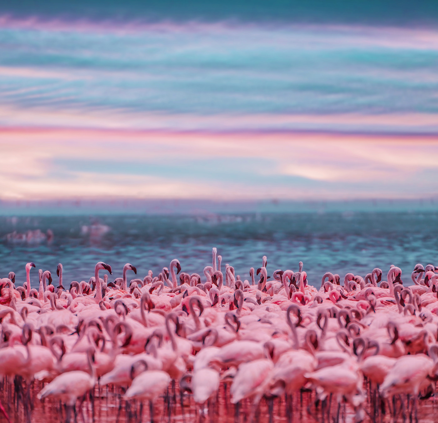 Big Flamingo Project - une horde de flamants roses sous l'objectif de Kristina Makeeva Big Flamingo Project une horde de flamants roses sous l objectif de Kristina Makeeva 7 Big-Flamingo-Project-une-horde-de-flamants-roses-sous-l-objectif-de-Kristina-Makeeva-7