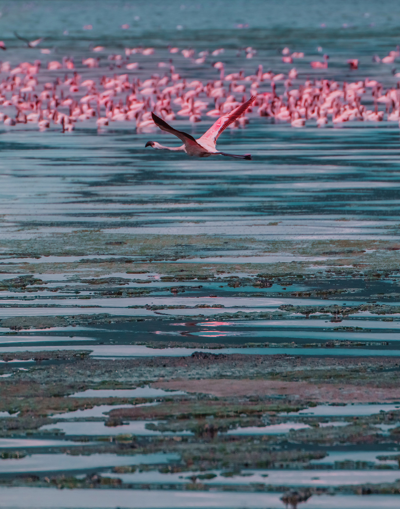 Big Flamingo Project - une horde de flamants roses sous l'objectif de Kristina Makeeva Big Flamingo Project une horde de flamants roses sous l objectif de Kristina Makeeva 9 Big-Flamingo-Project-une-horde-de-flamants-roses-sous-l-objectif-de-Kristina-Makeeva-9