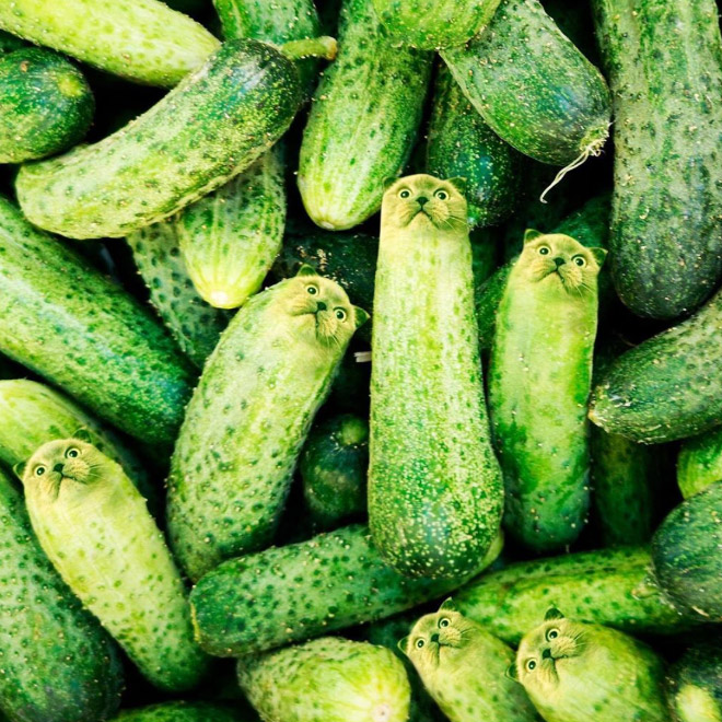 Cats into food - des chats en nourriture par Kseniia Zmanovskaia Cats into food des chats en nourriture par Kseniia Zmanovskaia 12 Cats-into-food-des-chats-en-nourriture-par-Kseniia-Zmanovskaia-12