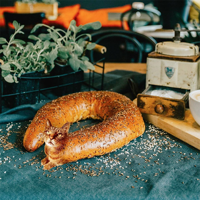 Cats into food - des chats en nourriture par Kseniia Zmanovskaia Cats into food des chats en nourriture par Kseniia Zmanovskaia 17 Cats-into-food-des-chats-en-nourriture-par-Kseniia-Zmanovskaia-17