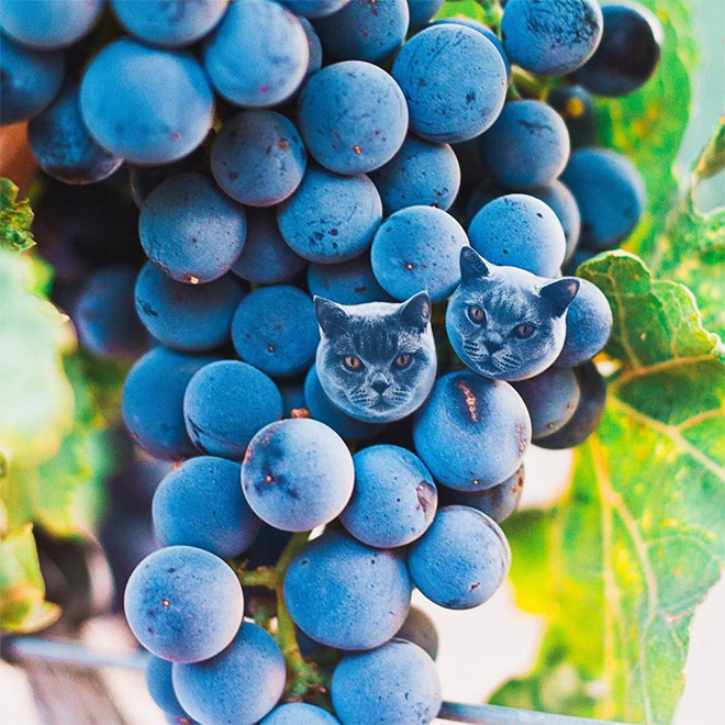 Cats into food - des chats en nourriture par Kseniia Zmanovskaia Cats into food des chats en nourriture par Kseniia Zmanovskaia 2 Cats-into-food-des-chats-en-nourriture-par-Kseniia-Zmanovskaia-2