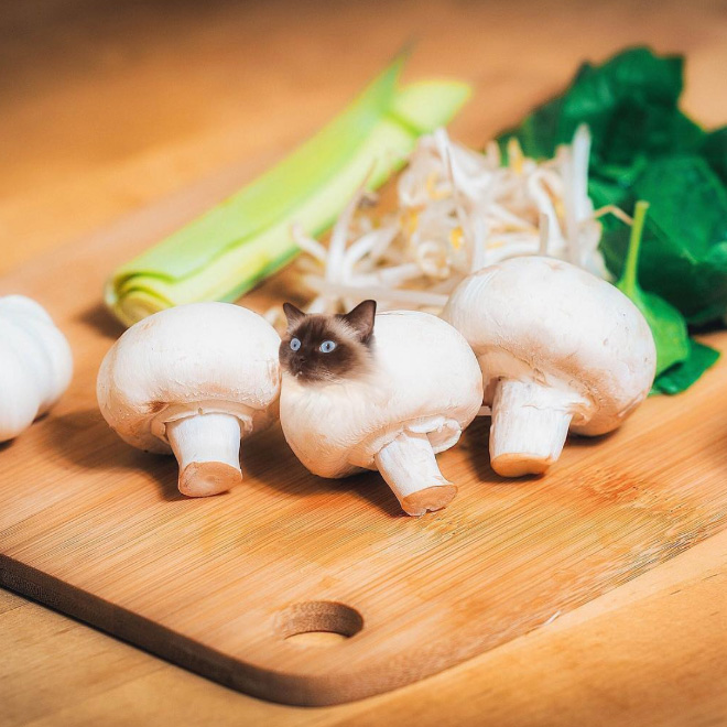 Cats into food - des chats en nourriture par Kseniia Zmanovskaia Cats into food des chats en nourriture par Kseniia Zmanovskaia 21 Cats-into-food-des-chats-en-nourriture-par-Kseniia-Zmanovskaia-21