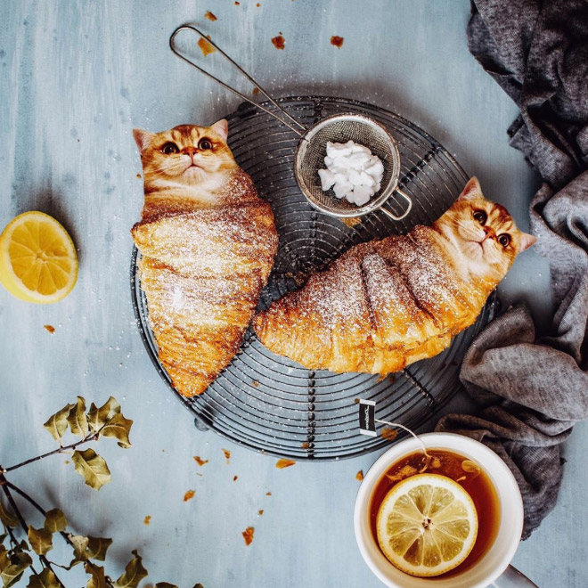 Cats into food - des chats en nourriture par Kseniia Zmanovskaia Cats into food des chats en nourriture par Kseniia Zmanovskaia 3 Cats-into-food-des-chats-en-nourriture-par-Kseniia-Zmanovskaia-3