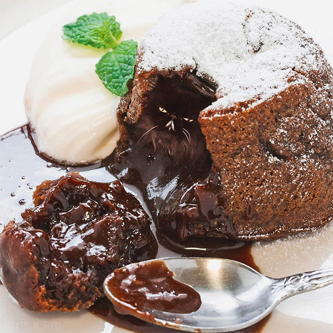 Cats into food - des chats en nourriture par Kseniia Zmanovskaia Cats into food des chats en nourriture par Kseniia Zmanovskaia 8 Cats-into-food-des-chats-en-nourriture-par-Kseniia-Zmanovskaia-8