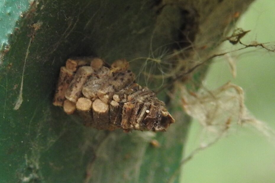 Les cocons-cabanes des chenilles de Psychidae Les cocons cabanes des chenilles de psychidae 1 1 Les cocons cabanes des chenilles de psychidae 1