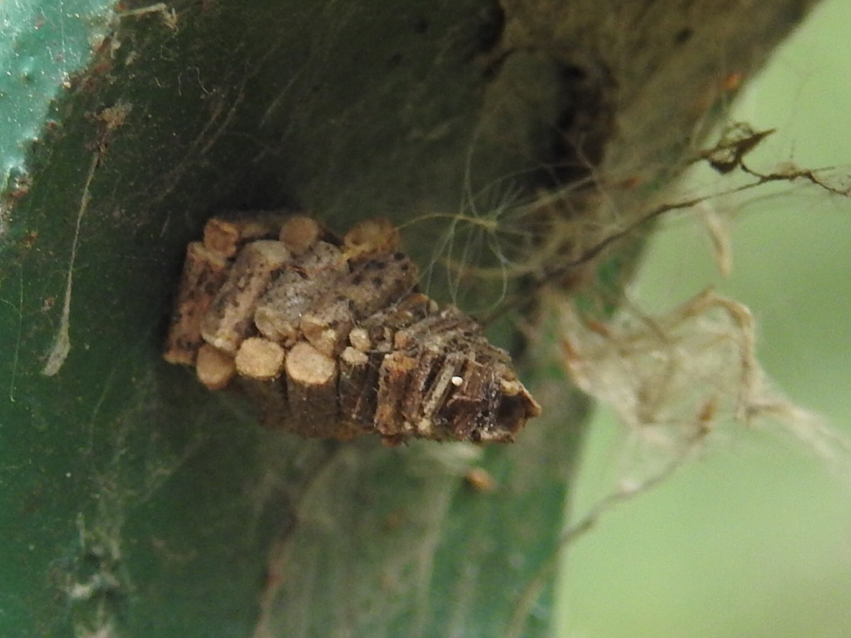 Les cocons cabanes des chenilles de psychidae 1 Les cocons-cabanes des chenilles de psychidae 1