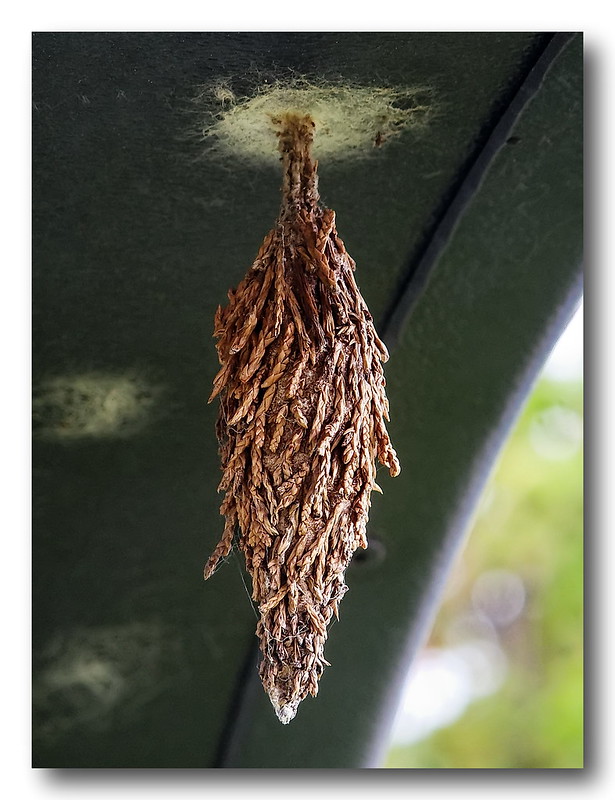 Les cocons cabanes des chenilles de psychidae Les cocons cabanes des chenilles de psychidae 2 Les-cocons-cabanes-des-chenilles-de-psychidae-2