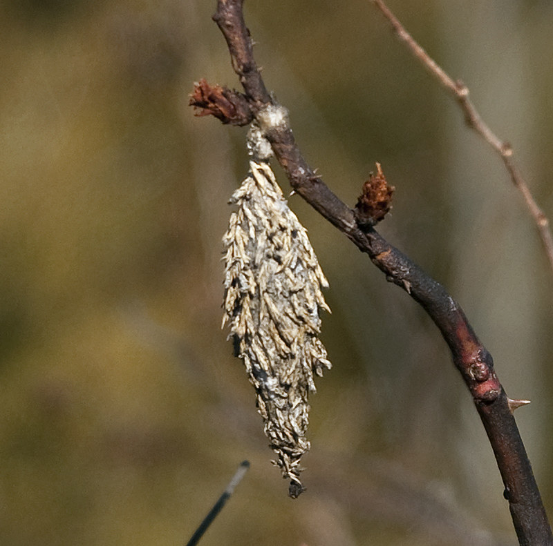 Les cocons cabanes des chenilles de psychidae Les cocons cabanes des chenilles de psychidae 6 Les-cocons-cabanes-des-chenilles-de-psychidae-6