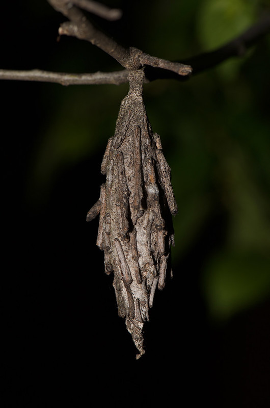 Les cocons cabanes des chenilles de psychidae Les cocons cabanes des chenilles de psychidae 8 Les-cocons-cabanes-des-chenilles-de-psychidae-8
