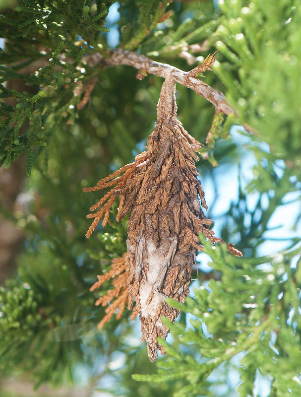 Les cocons cabanes des chenilles de psychidae Les cocons cabanes des chenilles de psychidae 9 Les-cocons-cabanes-des-chenilles-de-psychidae-9