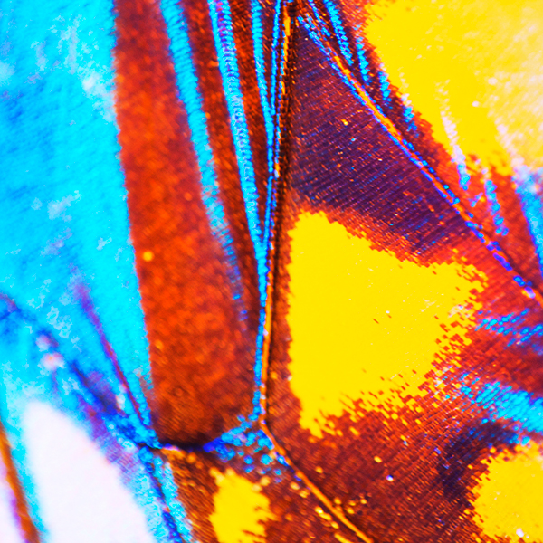 Butterflies - macrophotographies d’ailes de papillons par Aaron McPolin Butterflies macrophotographies d ailes de papillons par Aaron McPolin 11 Butterflies-macrophotographies-d-ailes-de-papillons-par-Aaron-McPolin-11