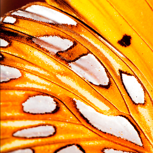 Butterflies - macrophotographies d’ailes de papillons par Aaron McPolin Butterflies macrophotographies d ailes de papillons par Aaron McPolin 12 Butterflies-macrophotographies-d-ailes-de-papillons-par-Aaron-McPolin-12