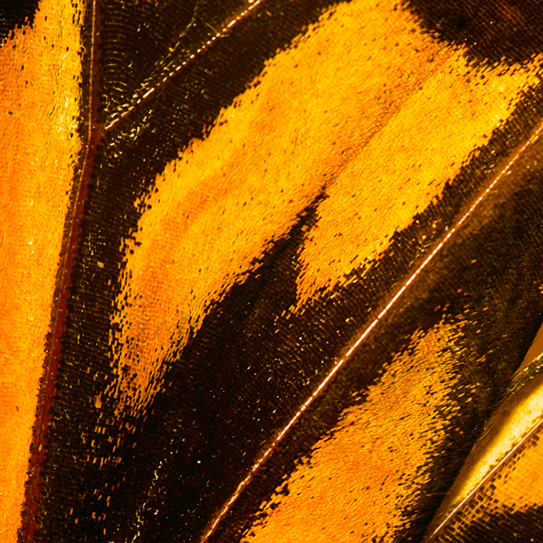 Butterflies - macrophotographies d’ailes de papillons par Aaron McPolin Butterflies macrophotographies d ailes de papillons par Aaron McPolin 13 Butterflies-macrophotographies-d-ailes-de-papillons-par-Aaron-McPolin-13