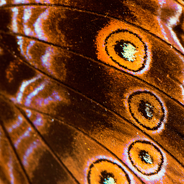 Butterflies - macrophotographies d’ailes de papillons par Aaron McPolin Butterflies macrophotographies d ailes de papillons par Aaron McPolin 14 Butterflies-macrophotographies-d-ailes-de-papillons-par-Aaron-McPolin-14