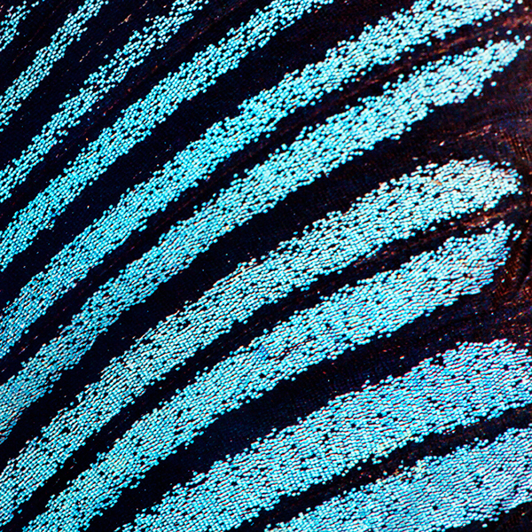 Butterflies - macrophotographies d’ailes de papillons par Aaron McPolin Butterflies macrophotographies d ailes de papillons par Aaron McPolin 2 Butterflies-macrophotographies-d-ailes-de-papillons-par-Aaron-McPolin-2