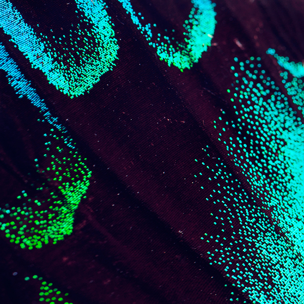 Butterflies - macrophotographies d’ailes de papillons par Aaron McPolin Butterflies macrophotographies d ailes de papillons par Aaron McPolin 4 Butterflies-macrophotographies-d-ailes-de-papillons-par-Aaron-McPolin-4