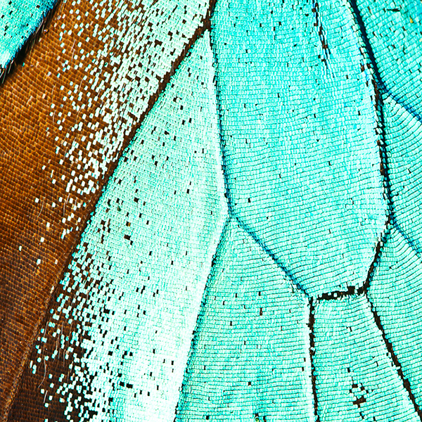 Butterflies - macrophotographies d’ailes de papillons par Aaron McPolin Butterflies macrophotographies d ailes de papillons par Aaron McPolin 5 Butterflies-macrophotographies-d-ailes-de-papillons-par-Aaron-McPolin-5