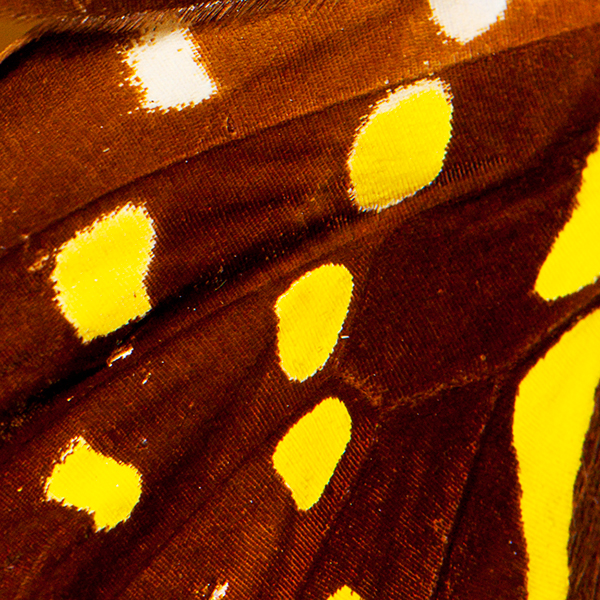Butterflies - macrophotographies d’ailes de papillons par Aaron McPolin Butterflies macrophotographies d ailes de papillons par Aaron McPolin 6 Butterflies-macrophotographies-d-ailes-de-papillons-par-Aaron-McPolin-6