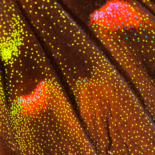 Butterflies - macrophotographies d’ailes de papillons par Aaron McPolin Butterflies macrophotographies d ailes de papillons par Aaron McPolin 7 Butterflies-macrophotographies-d-ailes-de-papillons-par-Aaron-McPolin-7