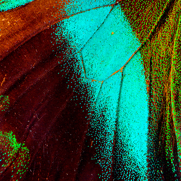 Butterflies - macrophotographies d’ailes de papillons par Aaron McPolin Butterflies macrophotographies d ailes de papillons par Aaron McPolin 8 Butterflies-macrophotographies-d-ailes-de-papillons-par-Aaron-McPolin-8