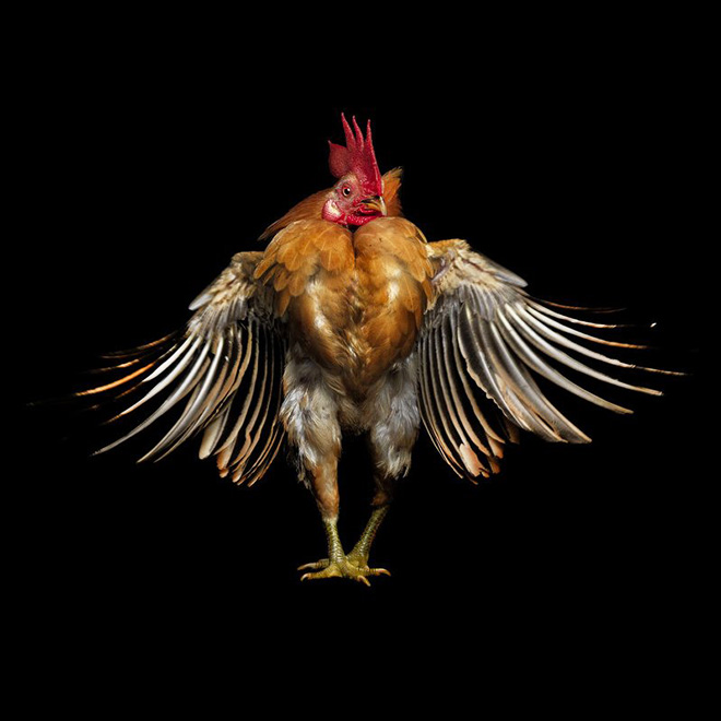 Des portraits de coqs et de poules par Ernest Goh Des portraits de coqs et de poules par Ernest Goh 13 Des-portraits-de-coqs-et-de-poules-par-Ernest-Goh-13