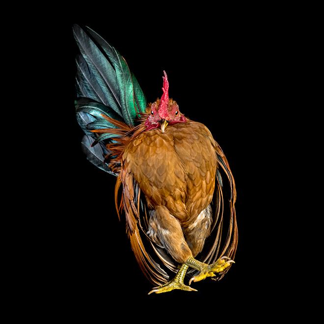 Des portraits de coqs et de poules par Ernest Goh Des portraits de coqs et de poules par Ernest Goh 5 Des-portraits-de-coqs-et-de-poules-par-Ernest-Goh-5