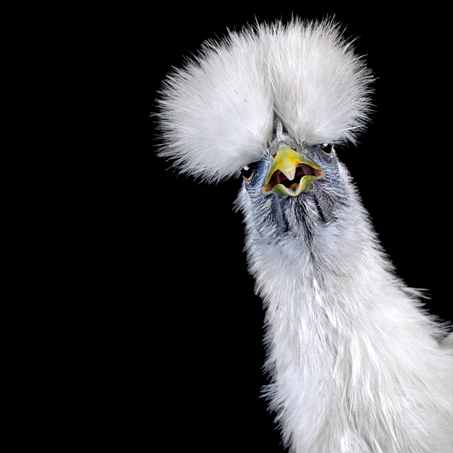 Des portraits de coqs et de poules par Ernest Goh Des portraits de coqs et de poules par Ernest Goh 6 Des-portraits-de-coqs-et-de-poules-par-Ernest-Goh-6