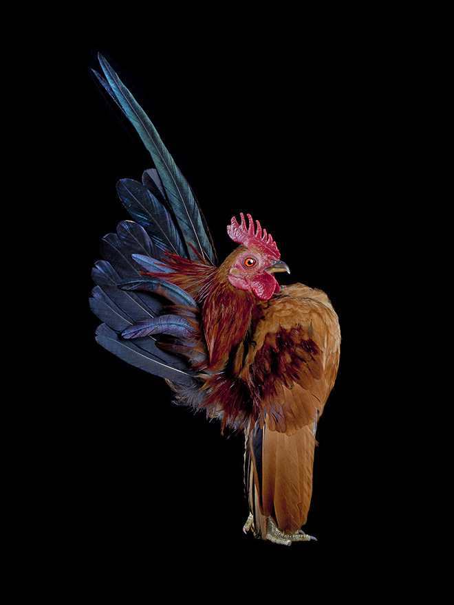 Des portraits de coqs et de poules par Ernest Goh Des portraits de coqs et de poules par Ernest Goh 7 Des-portraits-de-coqs-et-de-poules-par-Ernest-Goh-7