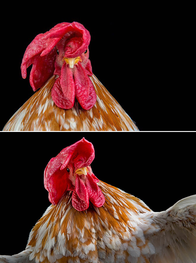 Des portraits de coqs et de poules par Ernest Goh Des portraits de coqs et de poules par Ernest Goh 8 Des-portraits-de-coqs-et-de-poules-par-Ernest-Goh-8