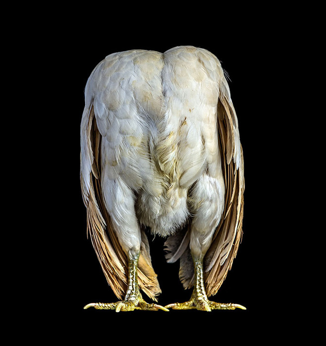 Des portraits de coqs et de poules par Ernest Goh Des portraits de coqs et de poules par Ernest Goh 9 Des-portraits-de-coqs-et-de-poules-par-Ernest-Goh-9