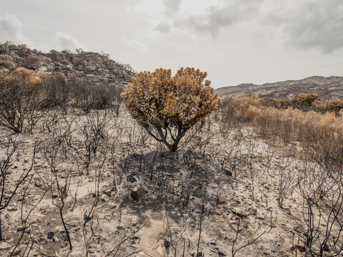 Elemental - à la recherche des élémentaux cachés par Dillon Marsh Elemental a la recherche des elementaux caches par Dillon Marsh 7 Elemental-a-la-recherche-des-elementaux-caches-par-Dillon-Marsh-7