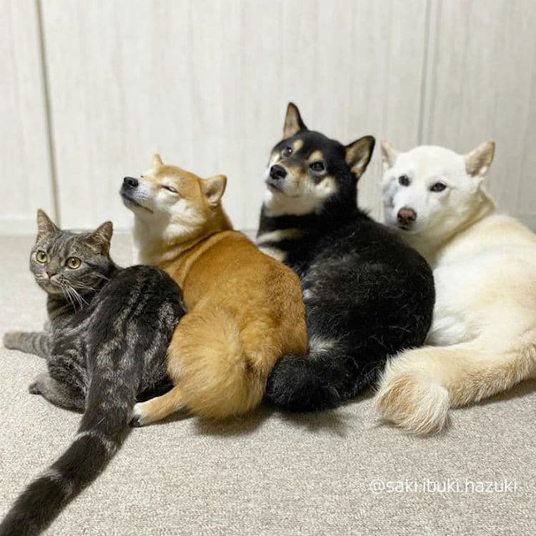 kiki le chat qui se prend pour un Shiba Inu kiki le chat qui se prend pour un Shiba Inu 3 kiki-le-chat-qui-se-prend-pour-un-Shiba-Inu-3