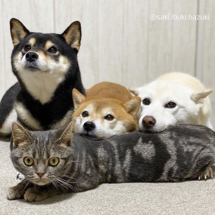 kiki le chat qui se prend pour un Shiba Inu kiki le chat qui se prend pour un Shiba Inu 7 kiki-le-chat-qui-se-prend-pour-un-Shiba-Inu-7