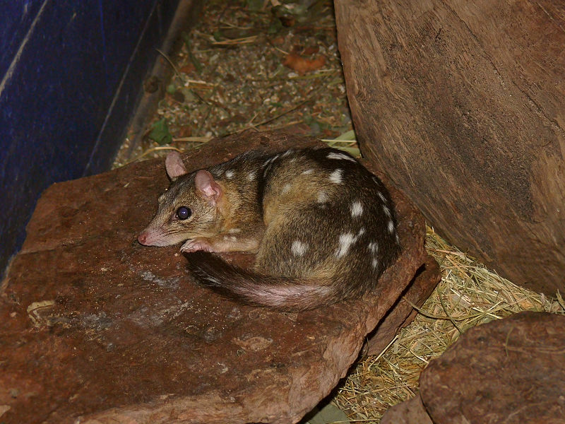 Le quoll ou dasyure, le chat marsupial cousin éloigné du Diable de Tasmanie Le quoll ou dasyure le chat marsupial cousin eloigne du Diable de Tasmanie 10 Le-quoll-ou-dasyure-le-chat-marsupial-cousin-eloigne-du-Diable-de-Tasmanie-10