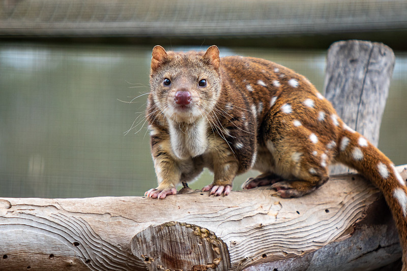 Le quoll ou dasyure, le chat marsupial cousin éloigné du Diable de Tasmanie Le quoll ou dasyure le chat marsupial cousin eloigne du Diable de Tasmanie 12 Le-quoll-ou-dasyure-le-chat-marsupial-cousin-eloigne-du-Diable-de-Tasmanie-12