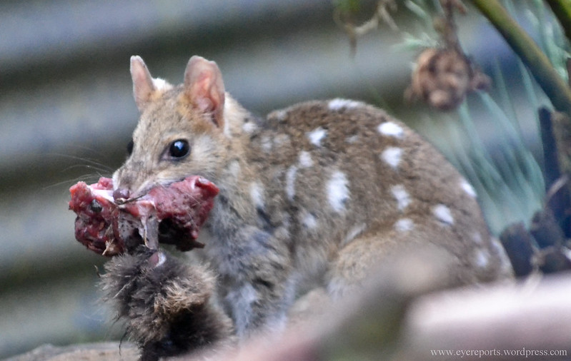 Le quoll ou dasyure, le chat marsupial cousin éloigné du Diable de Tasmanie Le quoll ou dasyure le chat marsupial cousin eloigne du Diable de Tasmanie 13 Le-quoll-ou-dasyure-le-chat-marsupial-cousin-eloigne-du-Diable-de-Tasmanie-13