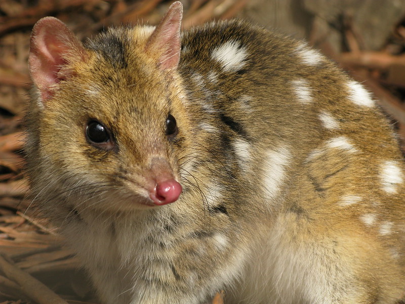 Le quoll ou dasyure, le chat marsupial cousin éloigné du Diable de Tasmanie Le quoll ou dasyure le chat marsupial cousin eloigne du Diable de Tasmanie 14 Le-quoll-ou-dasyure-le-chat-marsupial-cousin-eloigne-du-Diable-de-Tasmanie-14