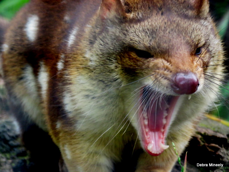 Le quoll ou dasyure, le chat marsupial cousin éloigné du Diable de Tasmanie Le quoll ou dasyure le chat marsupial cousin eloigne du Diable de Tasmanie 15 Le-quoll-ou-dasyure-le-chat-marsupial-cousin-eloigne-du-Diable-de-Tasmanie-15