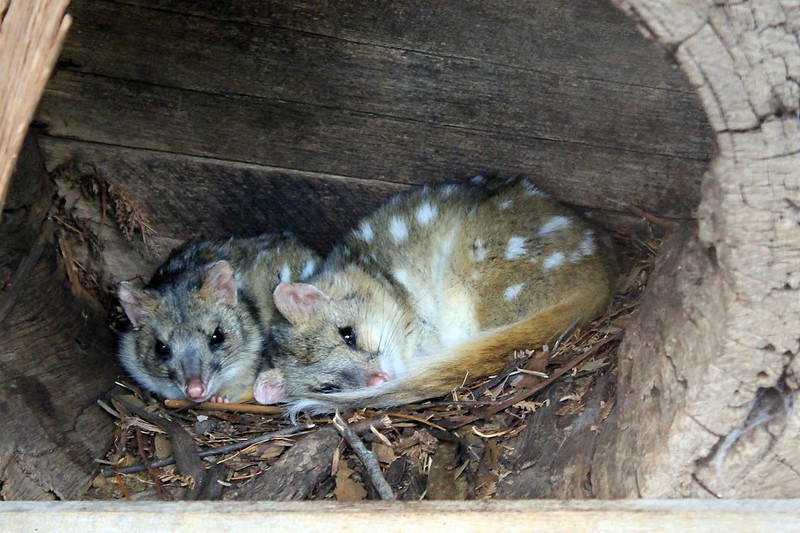 Le quoll ou dasyure, le chat marsupial cousin éloigné du Diable de Tasmanie Le quoll ou dasyure le chat marsupial cousin eloigne du Diable de Tasmanie 17 Le-quoll-ou-dasyure-le-chat-marsupial-cousin-eloigne-du-Diable-de-Tasmanie-17