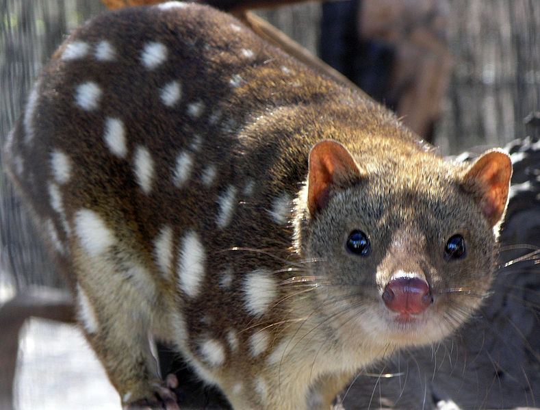 Le quoll ou dasyure, le chat marsupial cousin éloigné du Diable de Tasmanie Le quoll ou dasyure le chat marsupial cousin eloigne du Diable de Tasmanie 4 Le-quoll-ou-dasyure-le-chat-marsupial-cousin-eloigne-du-Diable-de-Tasmanie-4