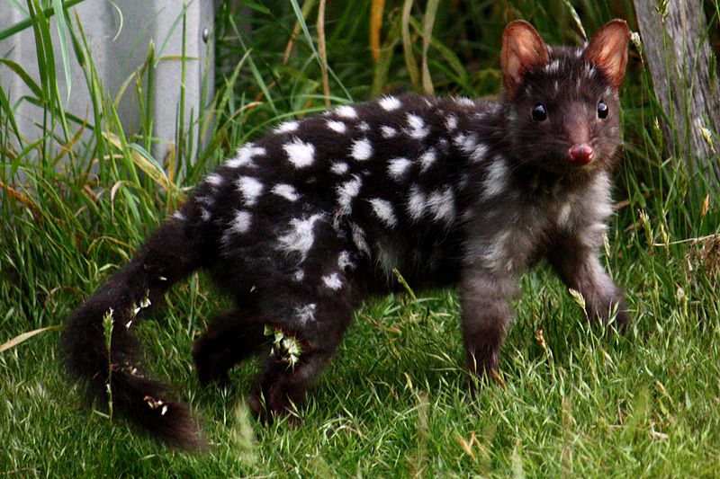 Le quoll ou dasyure, le chat marsupial cousin éloigné du Diable de Tasmanie Le quoll ou dasyure le chat marsupial cousin eloigne du Diable de Tasmanie 5 Le-quoll-ou-dasyure-le-chat-marsupial-cousin-eloigne-du-Diable-de-Tasmanie-5