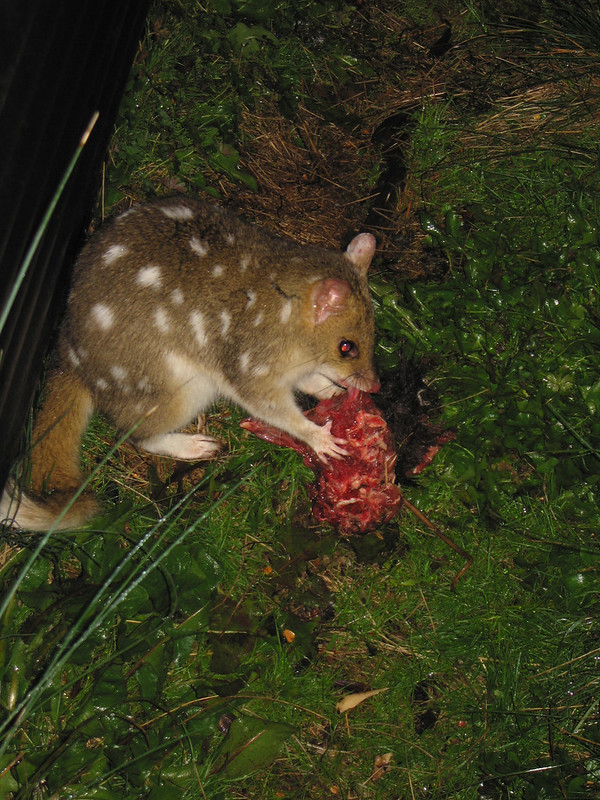 Le quoll ou dasyure, le chat marsupial cousin éloigné du Diable de Tasmanie Le quoll ou dasyure le chat marsupial cousin eloigne du Diable de Tasmanie 6 Le-quoll-ou-dasyure-le-chat-marsupial-cousin-eloigne-du-Diable-de-Tasmanie-6